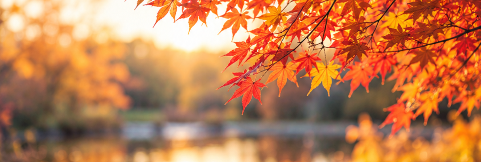 秋の紅葉風景